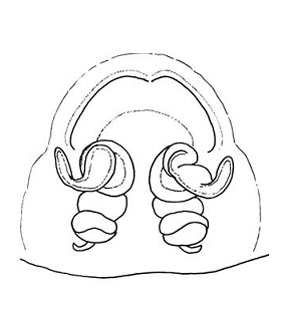 speciesimage