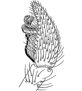 speciesimage