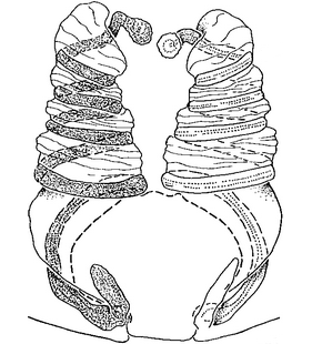 speciesimage