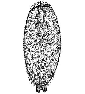 speciesimage