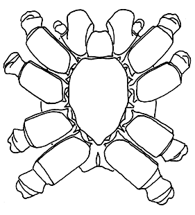 speciesimage