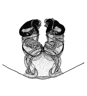 speciesimage