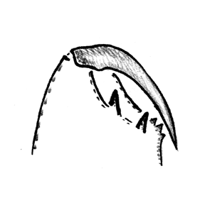 speciesimage