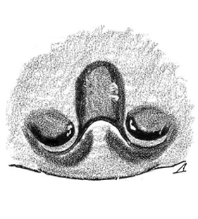 speciesimage