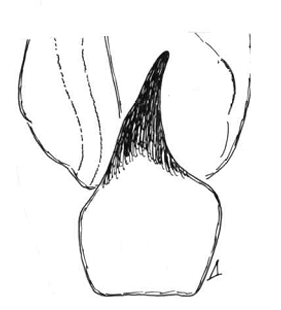 speciesimage