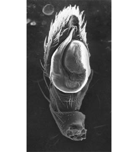speciesimage