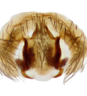 species