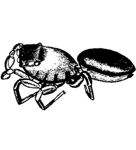 speciesimage