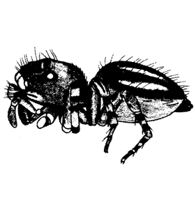 speciesimage