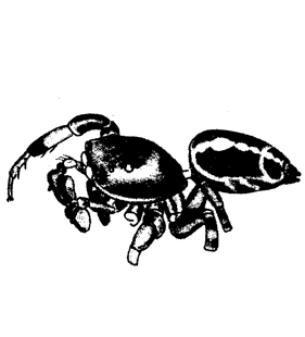 speciesimage