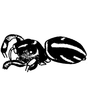 speciesimage