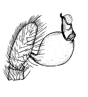 speciesimage