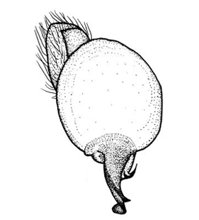 speciesimage