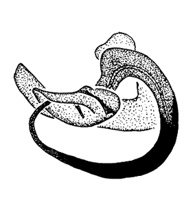 speciesimage