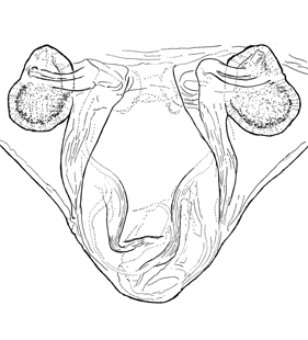 speciesimage