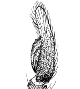 speciesimage