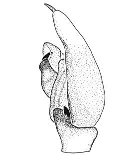 speciesimage