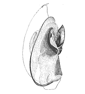 speciesimage