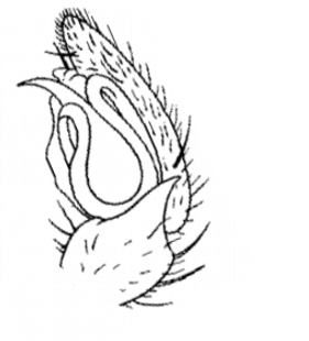 speciesimage