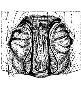speciesimage