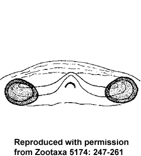 speciesimage