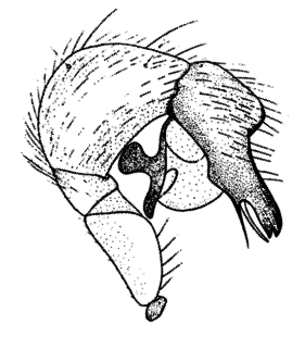 speciesimage