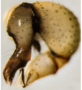species
