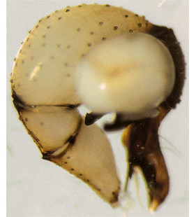 species