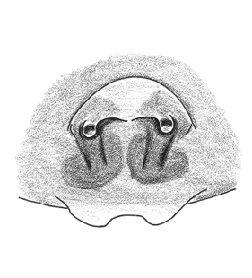 speciesimage