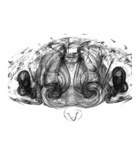 speciesimage