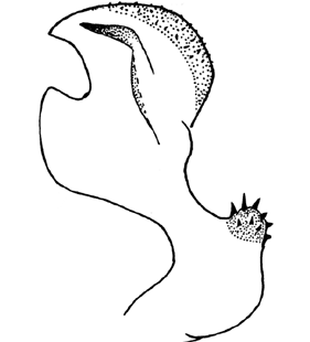 speciesimage