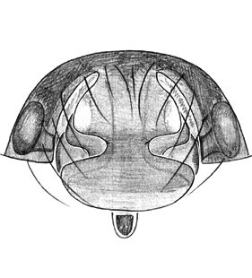 speciesimage