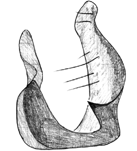speciesimage