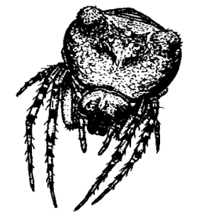 speciesimage
