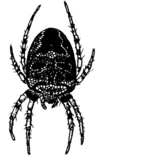 speciesimage