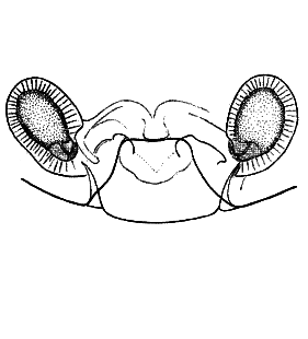 speciesimage