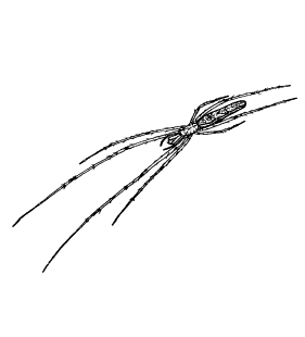 speciesimage