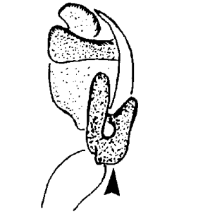 speciesimage