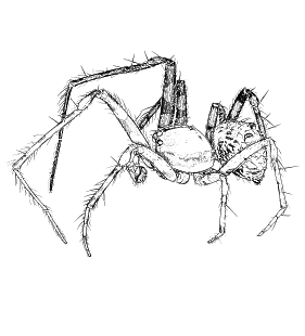 speciesimage