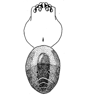 speciesimage