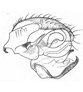 speciesimage