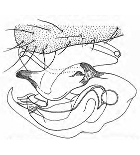speciesimage