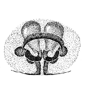 speciesimage