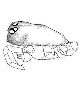 speciesimage