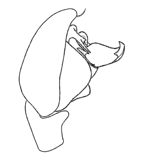speciesimage