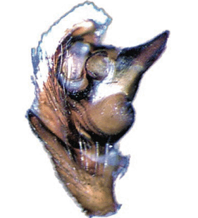 speciesimage