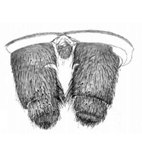 speciesimage