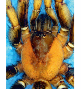 speciesimage