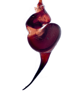 speciesimage