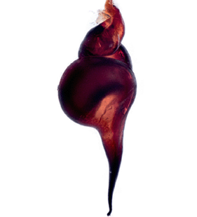 speciesimage